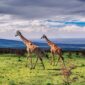 two giraffes walking in the serengeti 4 85x85